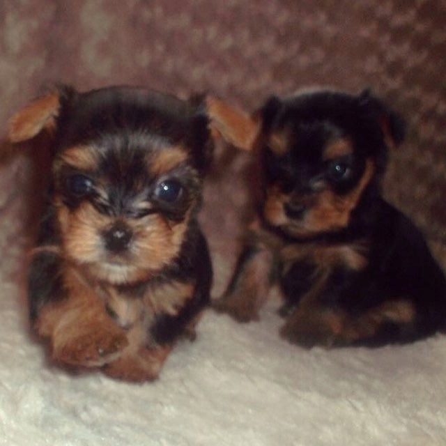 York Terrier miniaturki (ojciec z rodowodem)