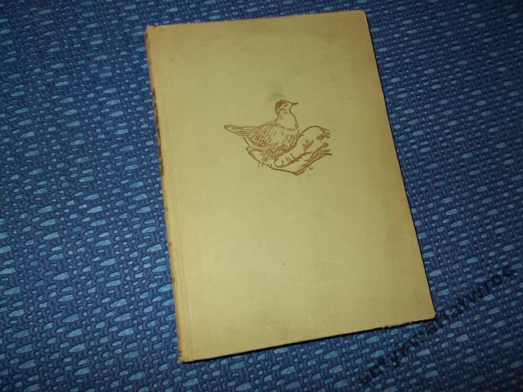ORNITOLOGIA PTAKI SIEWECZKOWATE NIEMIECKA 1933 ROK