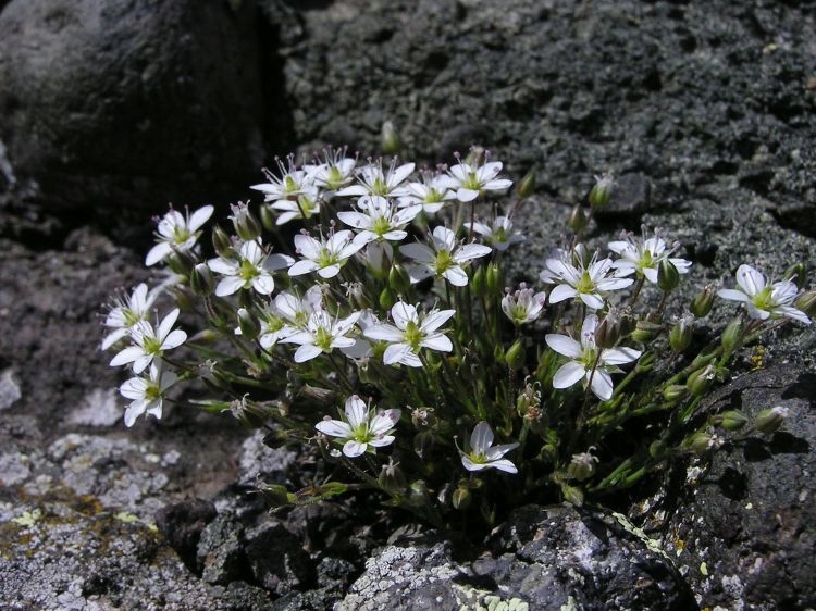 Mokrzyca Minuartia verna ssp. verna