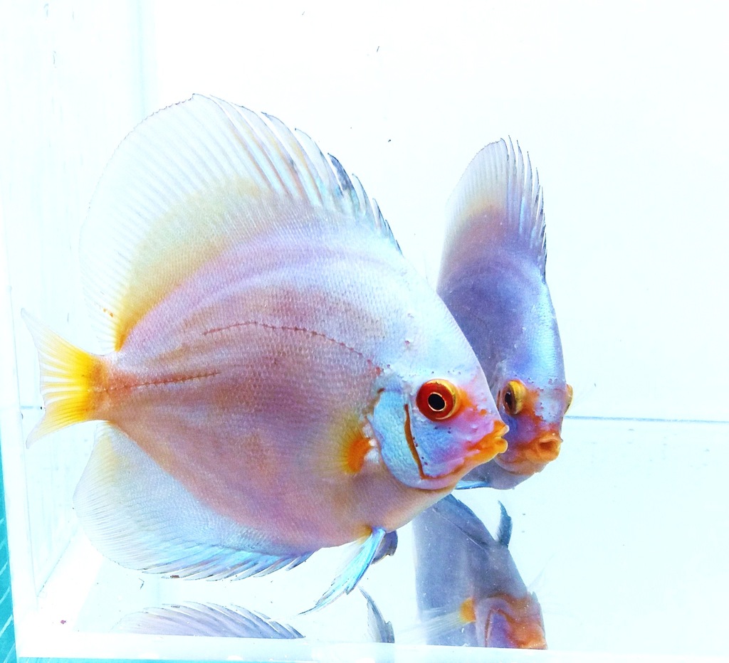 PALETKI paletka BLUE DIAMOND 7-8cm Adamiak-ZOO