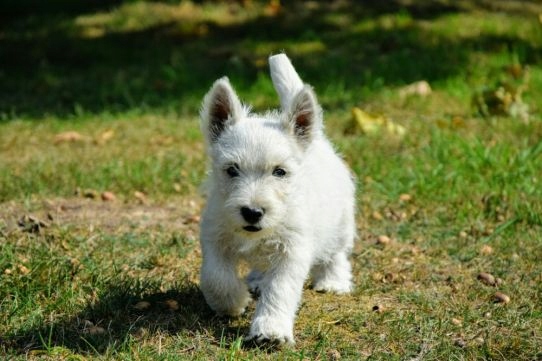 West Highland White Terrier z rodowodem ZKwP