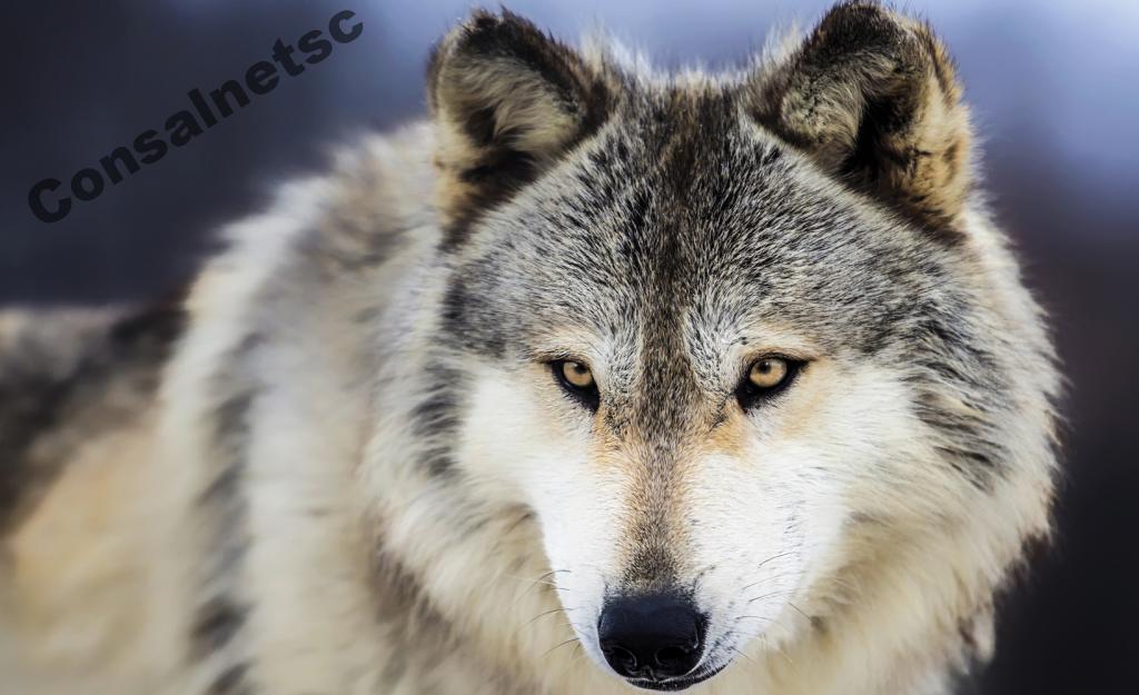 white grey wolf