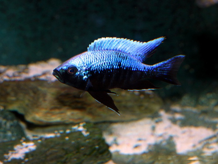 Copadichromis Trewavasae Undu Reef - MALAWI Śląsk