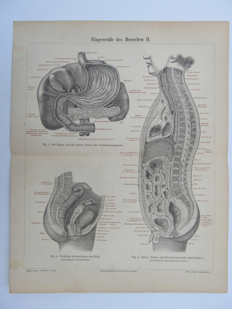 ANATOMIA WNĘTRZNOŚCI CZŁOWIEKA B rycina 1889 r.