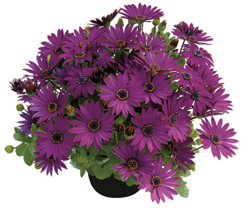 Osteospermum Springstar Magenta Improved na słońce