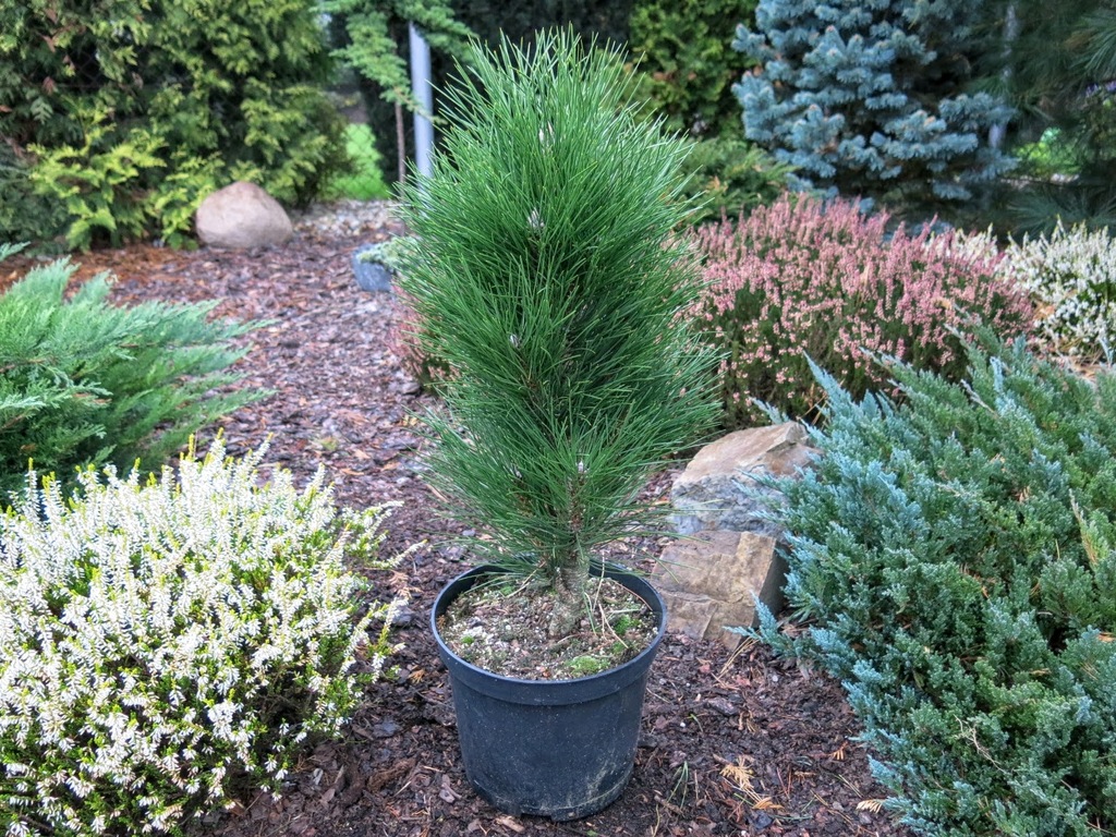 Pinus nigra 'Caprice' - wiosenna promocja !!!