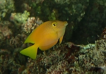 Ctenochaetus strigosus yellow S