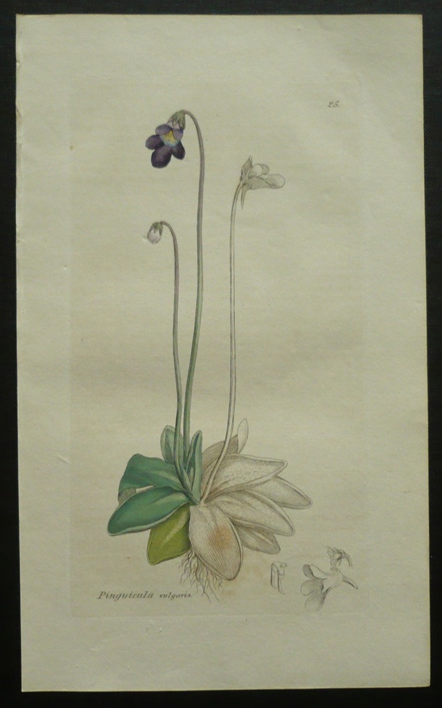 kwiat tłustosz pospolity, oryg. 1806 + akware