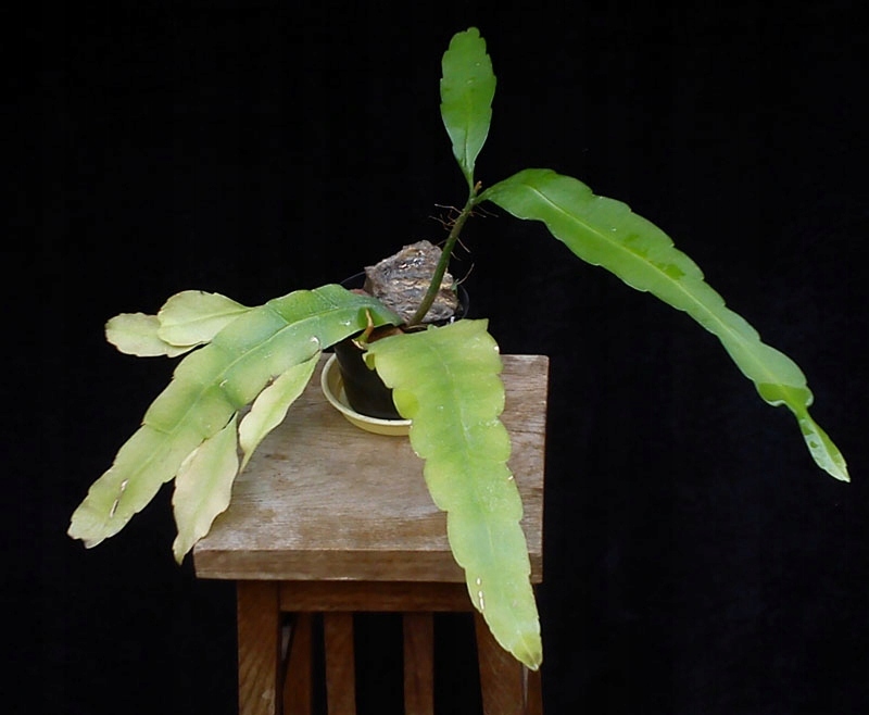 kaktus Epiphyllum oxypetalum Epifyllum ostropłatko
