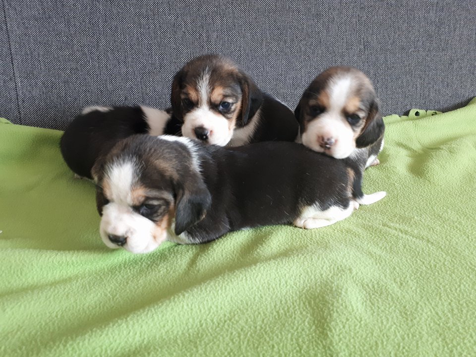 Beagle z rodowodem - Kraków
