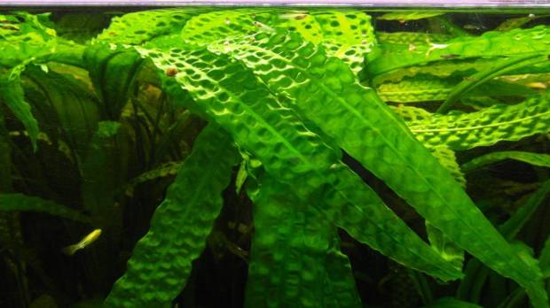 Kryptokoryna karbowana Cryptocoryne balansae duża