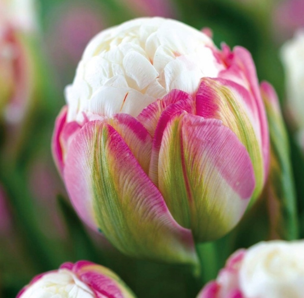 TULIPAN LODOWY BIAŁY RÓŻ ICE CREAM HIT + GRATIS