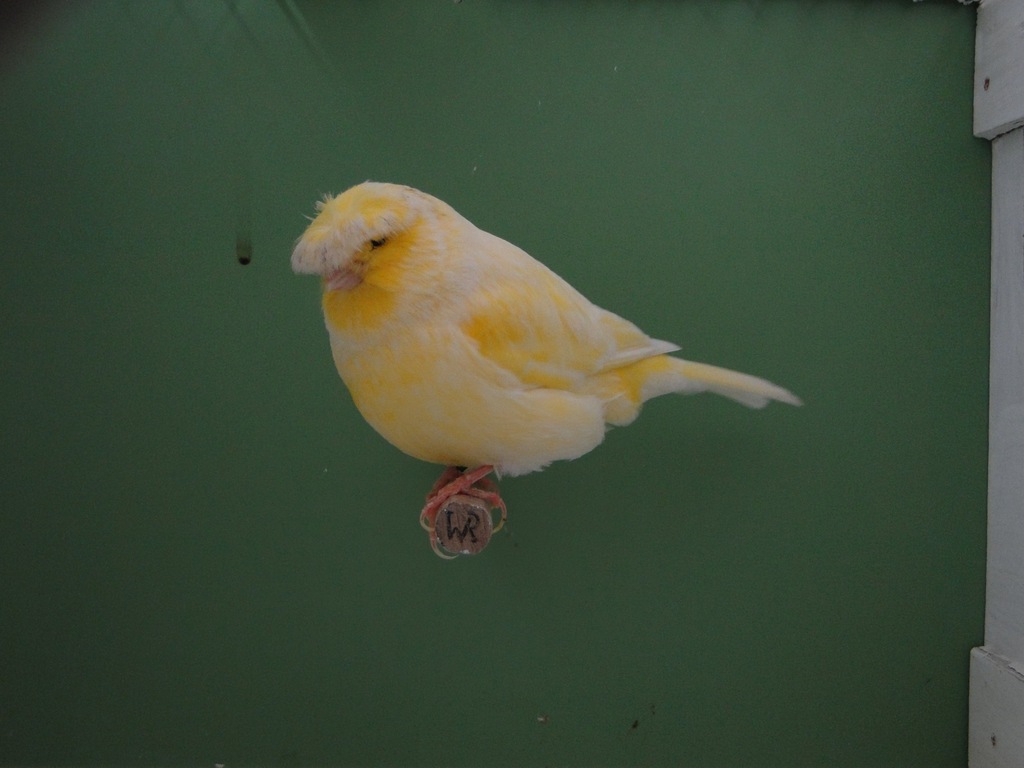 Kanarek - GLOSTER sprzedam !