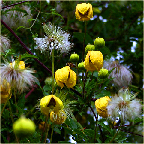 pnącza Powojnik Bill MacKenzie żółty Clematis Bill