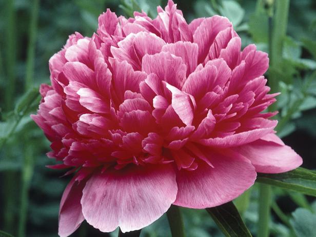 PIWONIA PEONIA CIEMNO-RÓŻOWA  PA 988