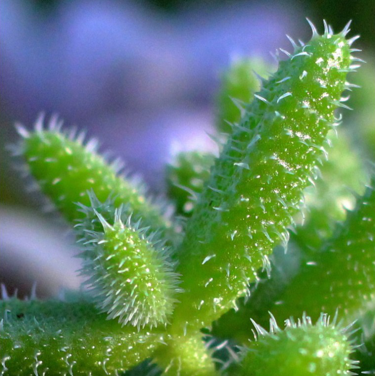 Delosperma echinatum - oszroniony sukulent