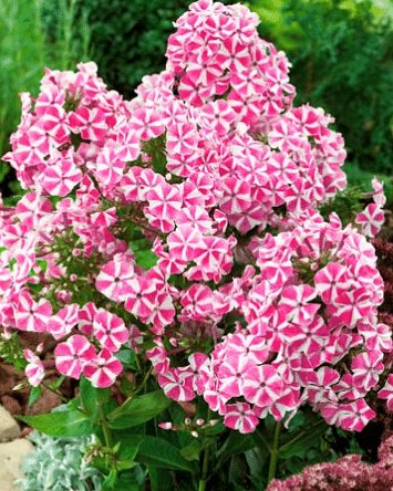 FLOKS WIECHOWATY PEPPERMINT TWIST Doniczka P9