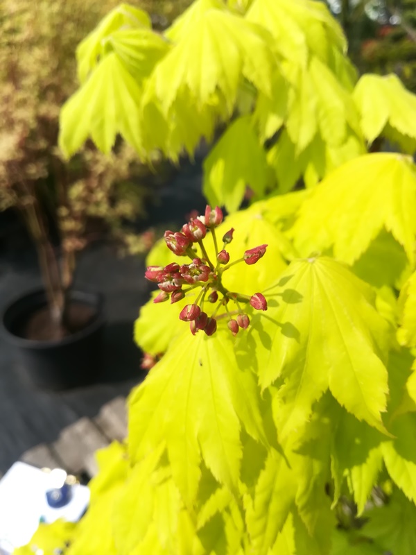 Klon Shirasawy 'Aureum'