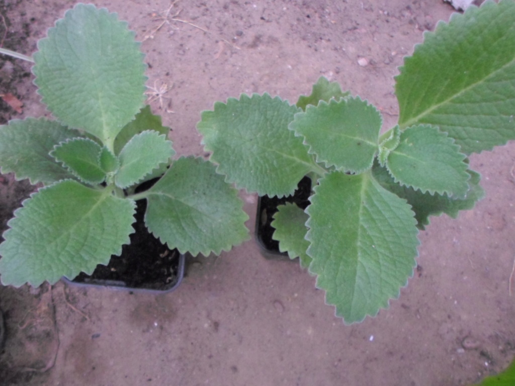 Oregano kubańskie, mięta domowa