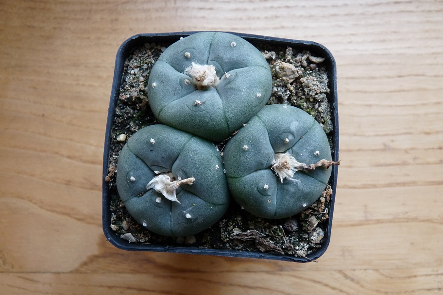 KAKTUSY - Lophophora williamsii, PEYOTL 6 cm don.