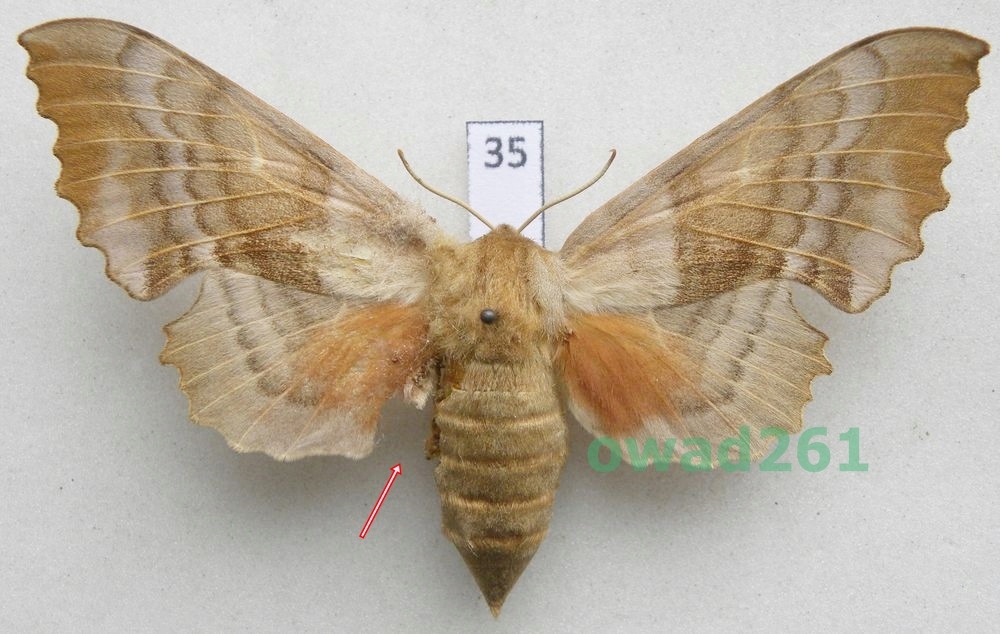 Laothoe populi Nastrosz topolowiec samica 81mm35