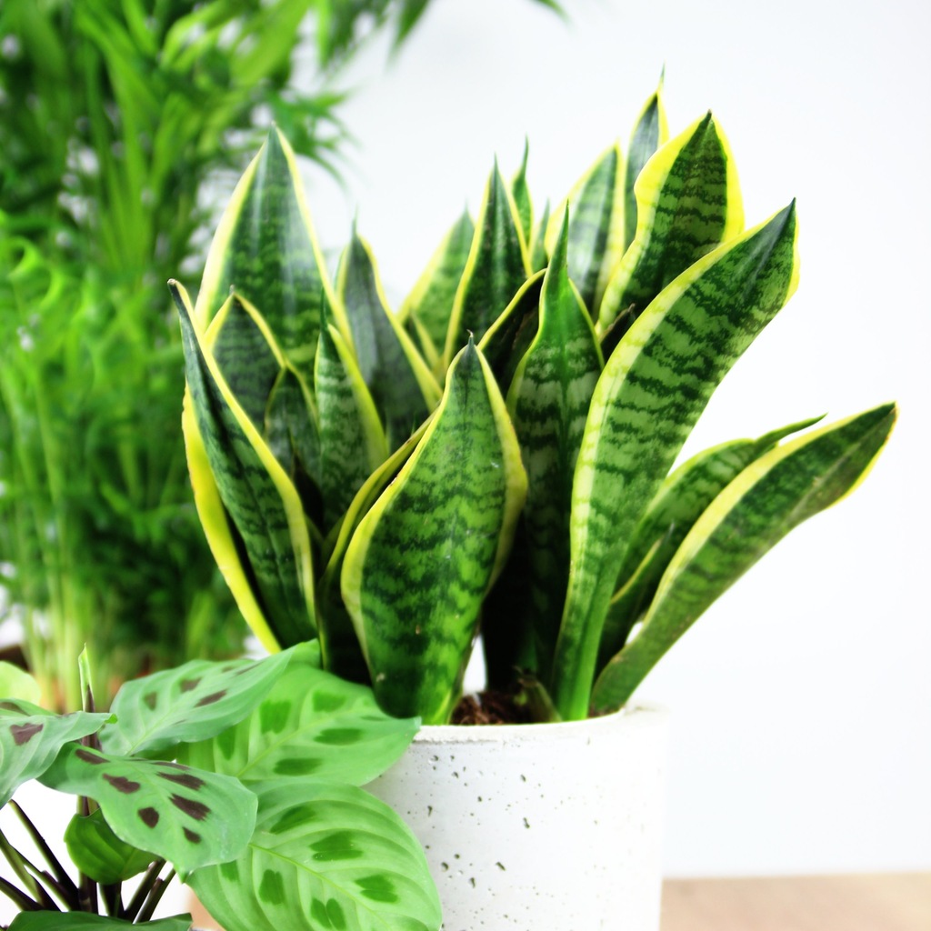 Сансевиерия Футура Суперба Sansevieria Futura superba