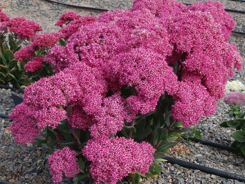 rozchodnik okazały Mr. Goodbud - Byliny Farm