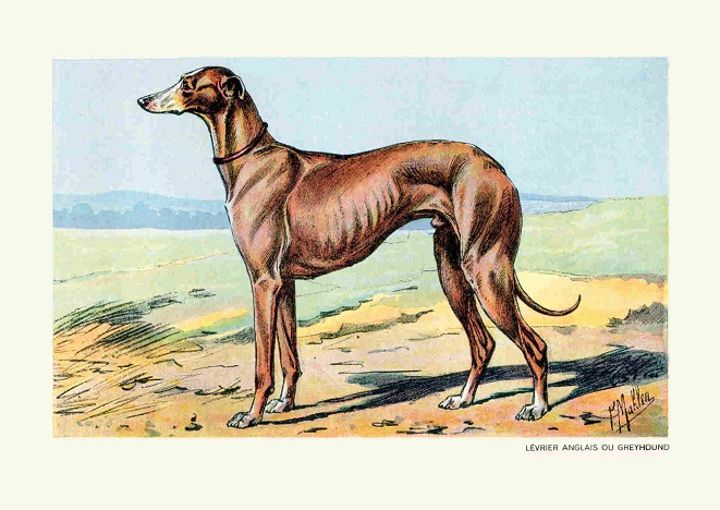 Rycina Psy myśliwskie Chart Greyhound A4