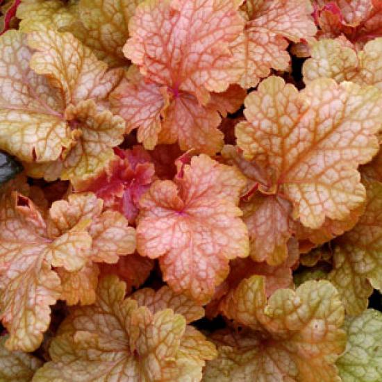 Żurawka Midas Touch-Heuchera