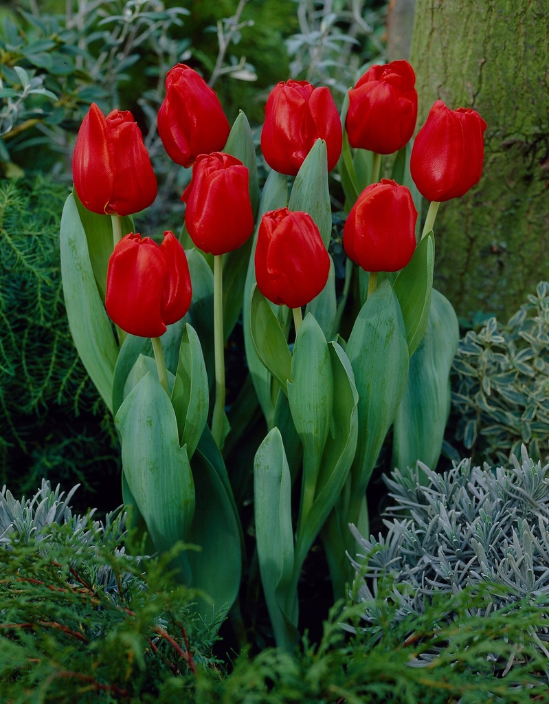 Tulipan Escape - 5 szt