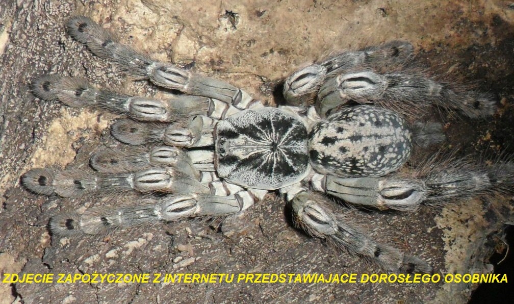 Heteroscodra maculata L4-5, PAJĄK, PTASZNIK, BCM