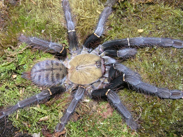 Cyriopagopus schioedtei  ŚLICZNY agresywny L3/4 !