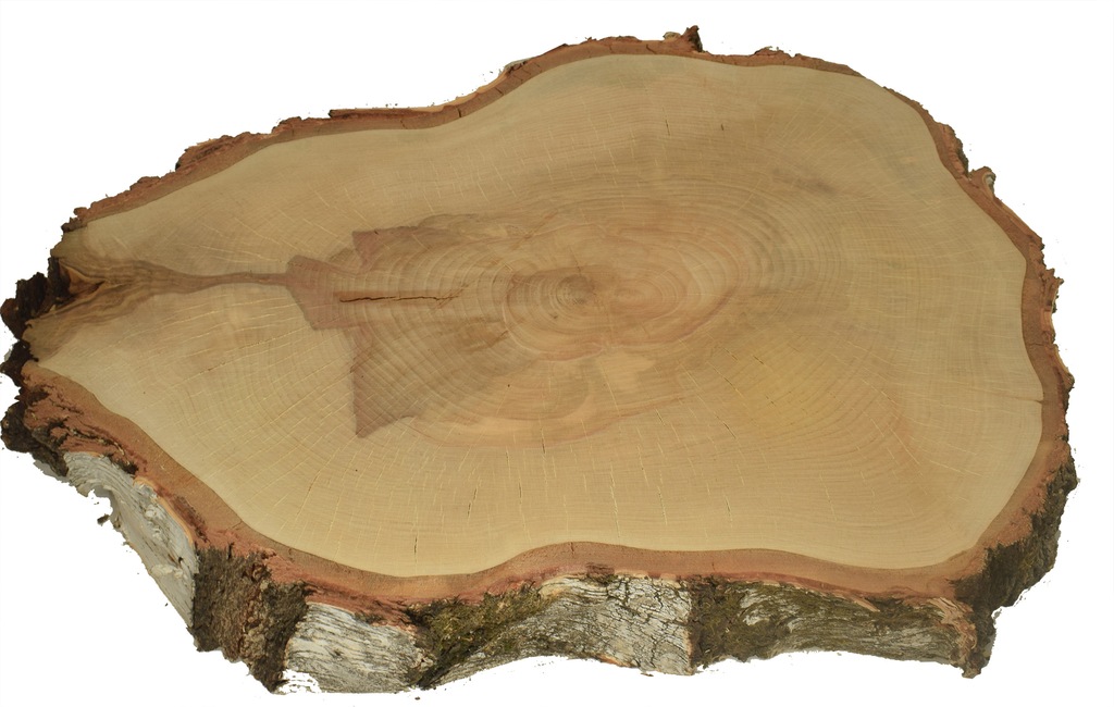 Plastry drewniane, Krążek drewna, 42-70 cm BRZOZA