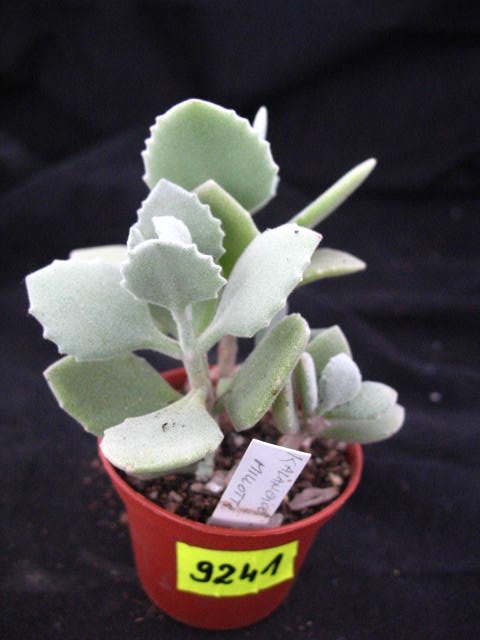 Kaktusy Kalanchoe millotii nr9241  don 5,5cm