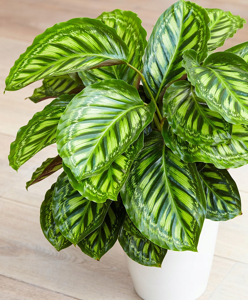 Calathea 'FLAMESTAR' KALATEA OSTRZESZYN