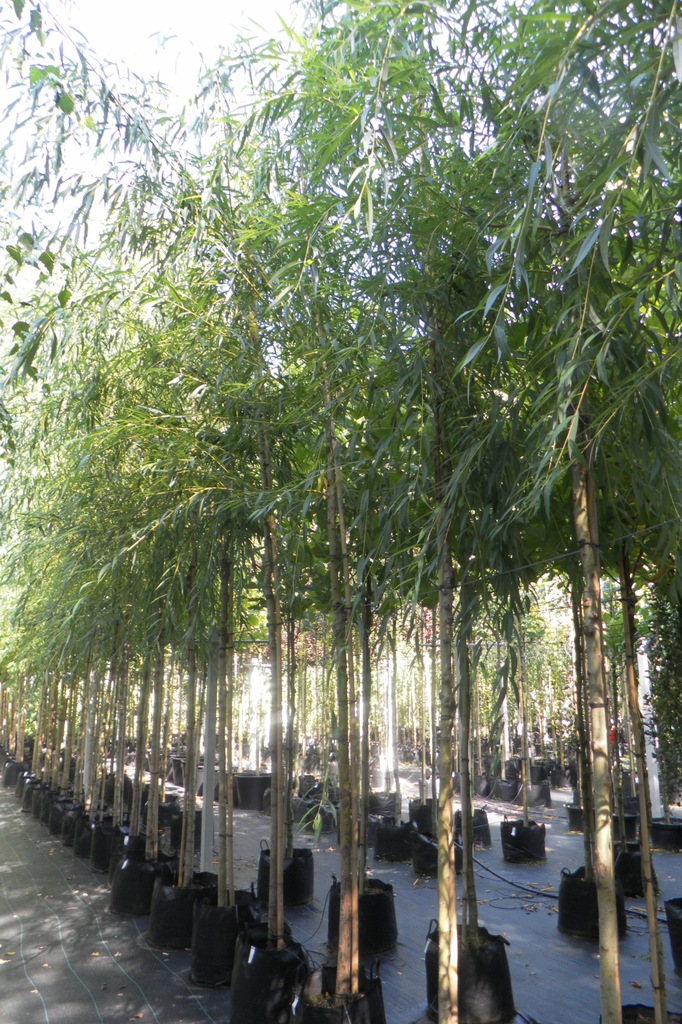WIERZBA PŁACZĄCA 'CHRYSOCOMA' (SALIX SEPULCRALIS)