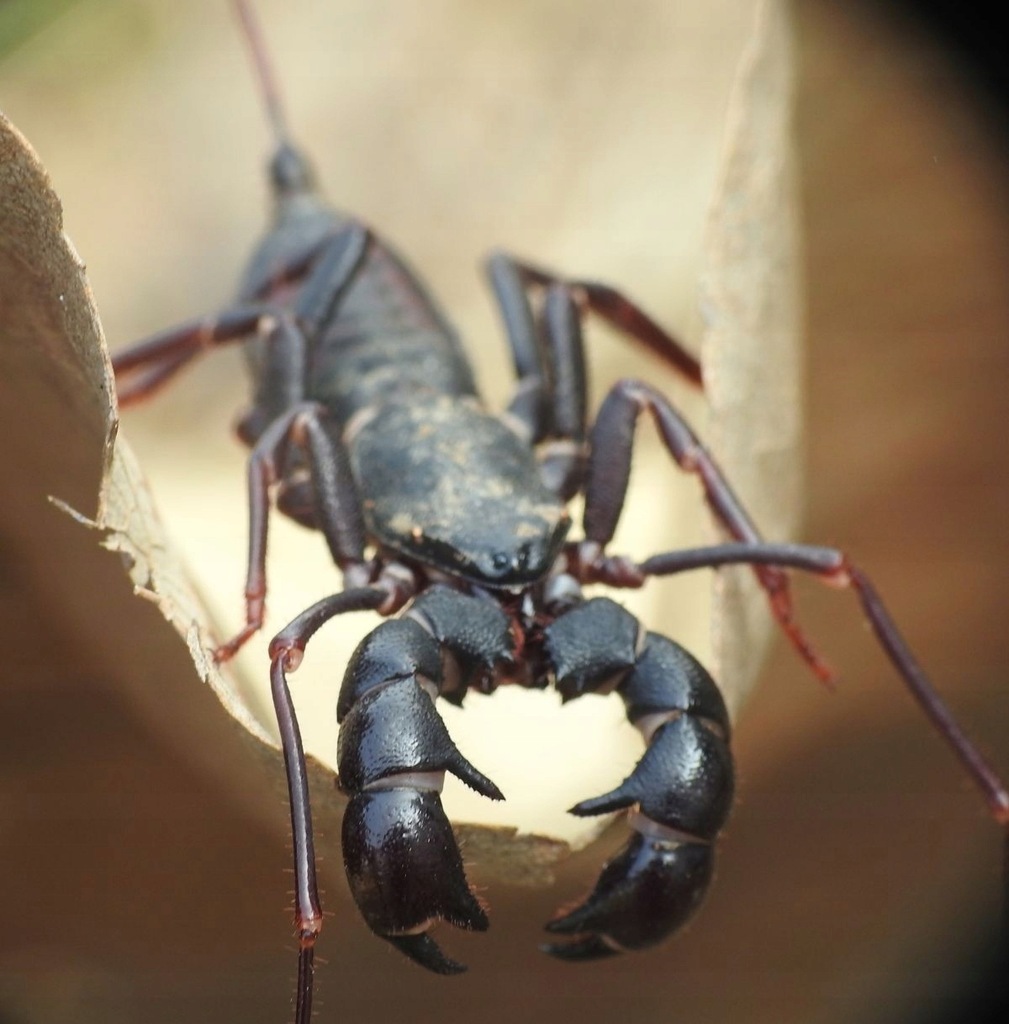 Thelyphonus Uropyga Bezpieczny Skorpion
