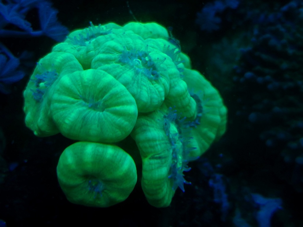 caulastrea fluo