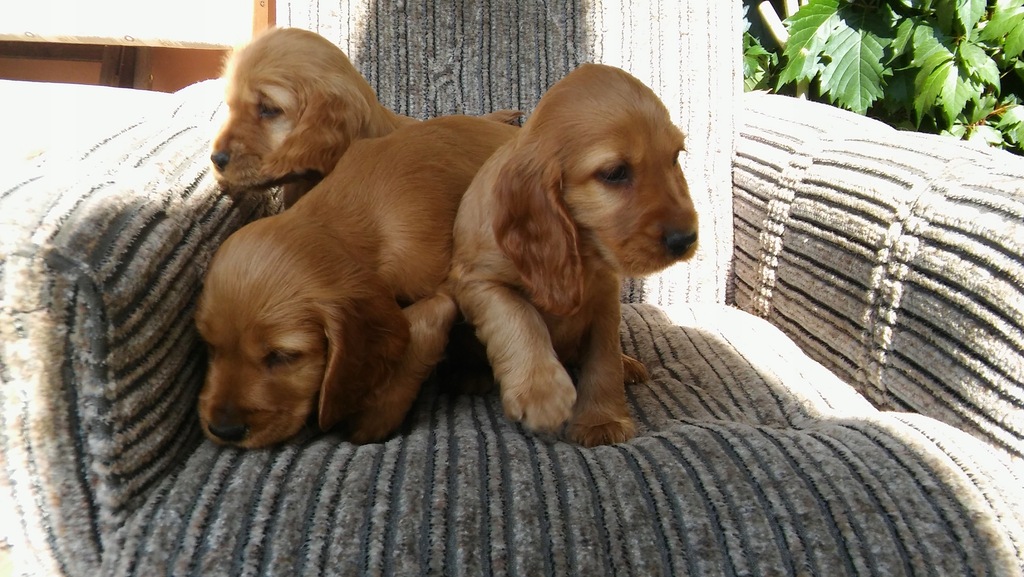COCKER SPANIEL ANGIELSKI SZCZENIAKI ROD.