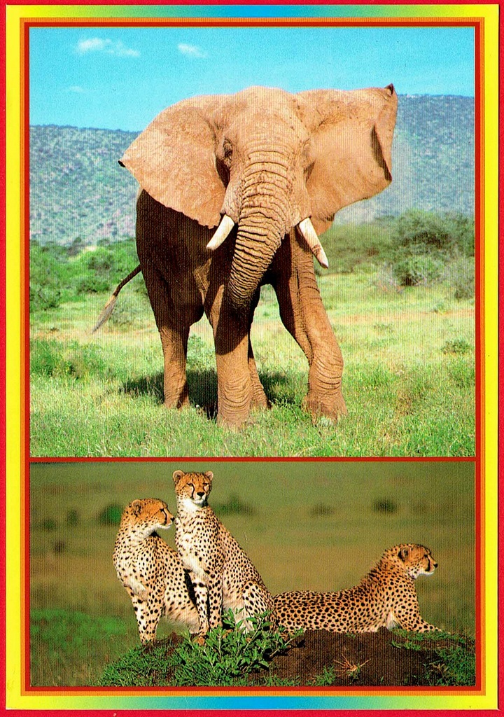 Kenia / Kenya - słoń - gepard