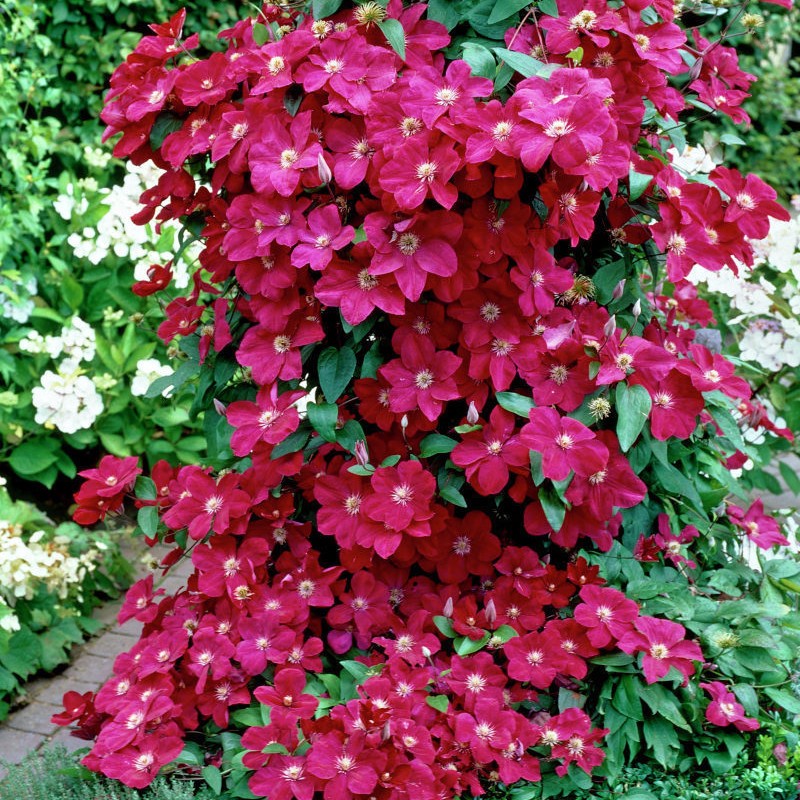 POWOJNIK CLEMATIS Kardynał Wyszyński HIT - P11