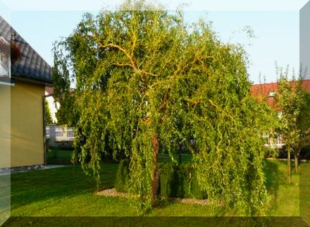 WIERZBA MANDŻURSKA POKRĘCONE DEKORACYJNE PĘDY