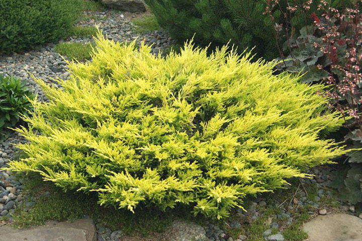 JAŁOWIEC PŁOŻĄCY LIMEGLOW JUNIPERUS KRZEW IGLASTY