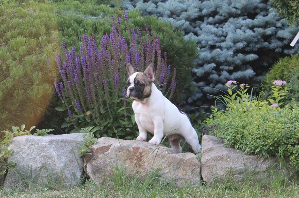 Buldog francuski po A'VIGDORS warunek hodowlany