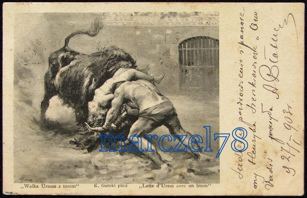 WALKA URSUSA Z TUREM WARSZAWA - ŁUKÓW 1903