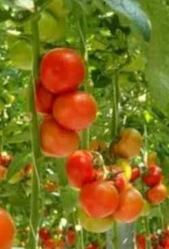 Pomidor malinowy faworyt (sadzonka)