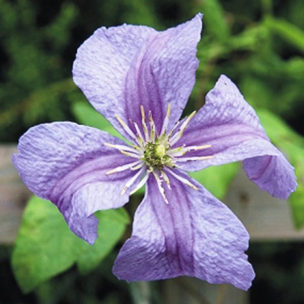 Clematis Emilia Plater (viticella) poj. 1L