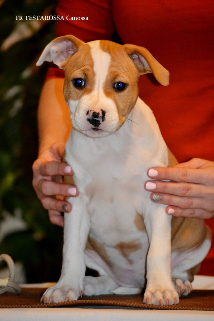 American Staffordshire Terrier/Amstaff po INTCH