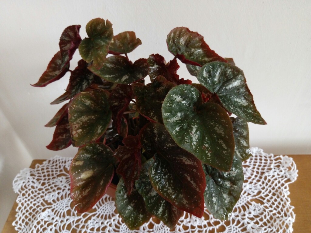 Begonia U168 Oficjalne Archiwum Allegro