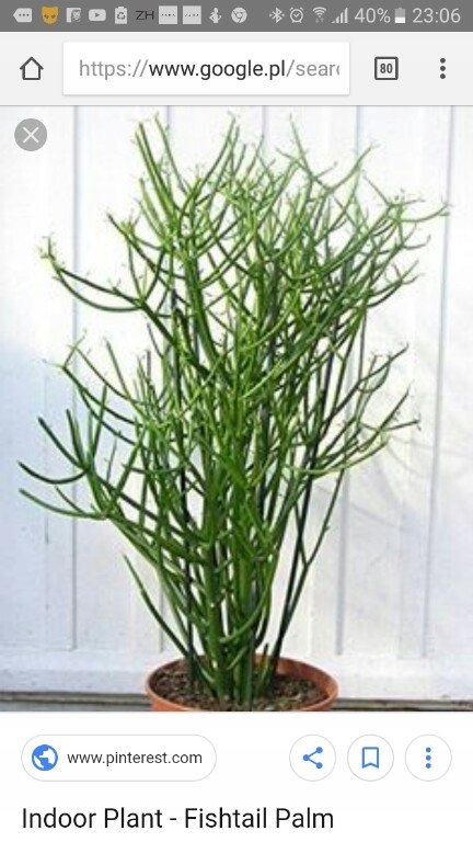eupgorbia tirucalli wilczomlecz segmentowy